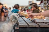 狗狗和虾：一种健康的食物选择？