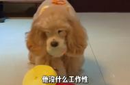 为何美国可卡犬是完美的宠物伴侣？#美卡