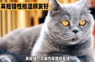 英国短毛猫：皇家宠爱，魅力独特