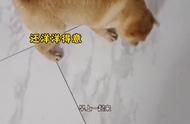 探索中华田园犬的魅力与特点