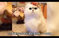 探索金吉拉猫：了解这种独特的猫咪品种