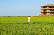 中秋探秘盘锦：红海滩、芦苇荡与稻田蟹