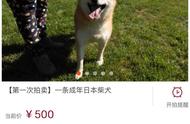 柴犬主人债务缠身，爱犬竟成抵债拍卖品