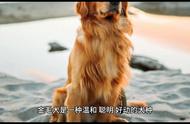 揭秘纯种金毛犬：品质、性格与养护全攻略