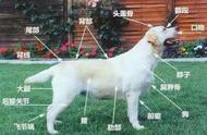 揭秘拉布拉多犬纯种之谜：5大鉴别技巧