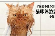 揭秘：猫用沐浴露为何比人的更贵？