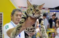 宠物展览会焦点：10万元孟加拉豹猫引发热议