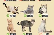 小白选猫全攻略，一看就会的选猫技巧！