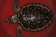 玳瑁与海龟：物种对比与知识解析