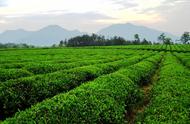 浙江平水珠茶：一种独特的茶叶品种