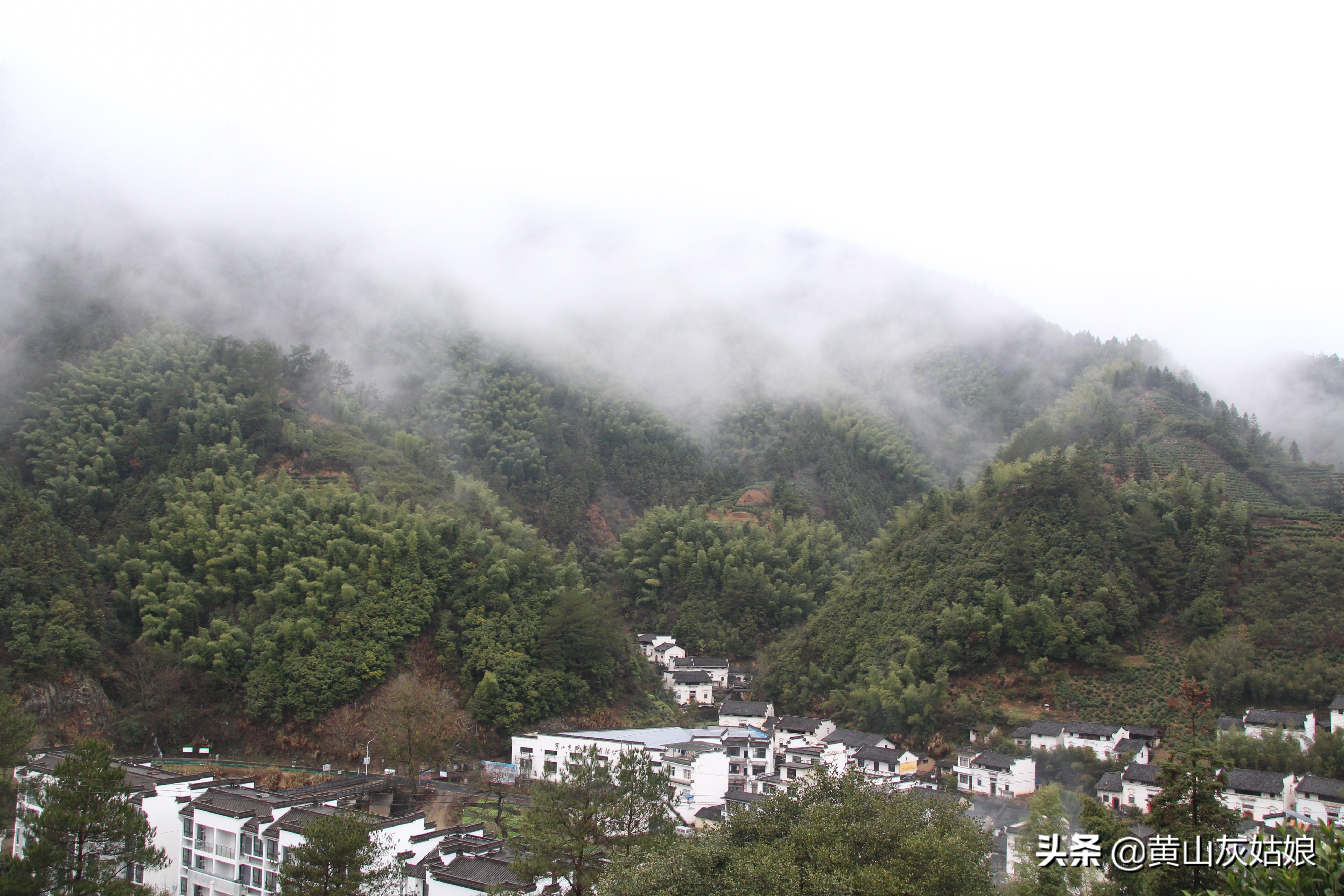 中国十大名茶-黄山毛峰，富溪高山茶园美景