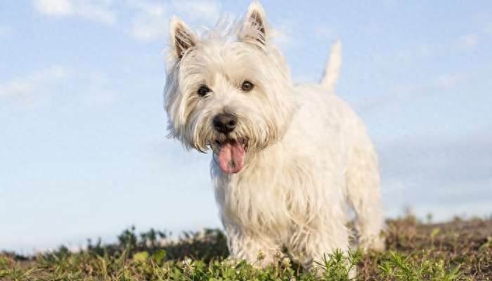 35种贵妇最爱的犬，有知道三种的证明你就是贵妇