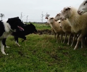 真正的牧羊犬，用眼神就能牧羊，普通狗狗根本做不到