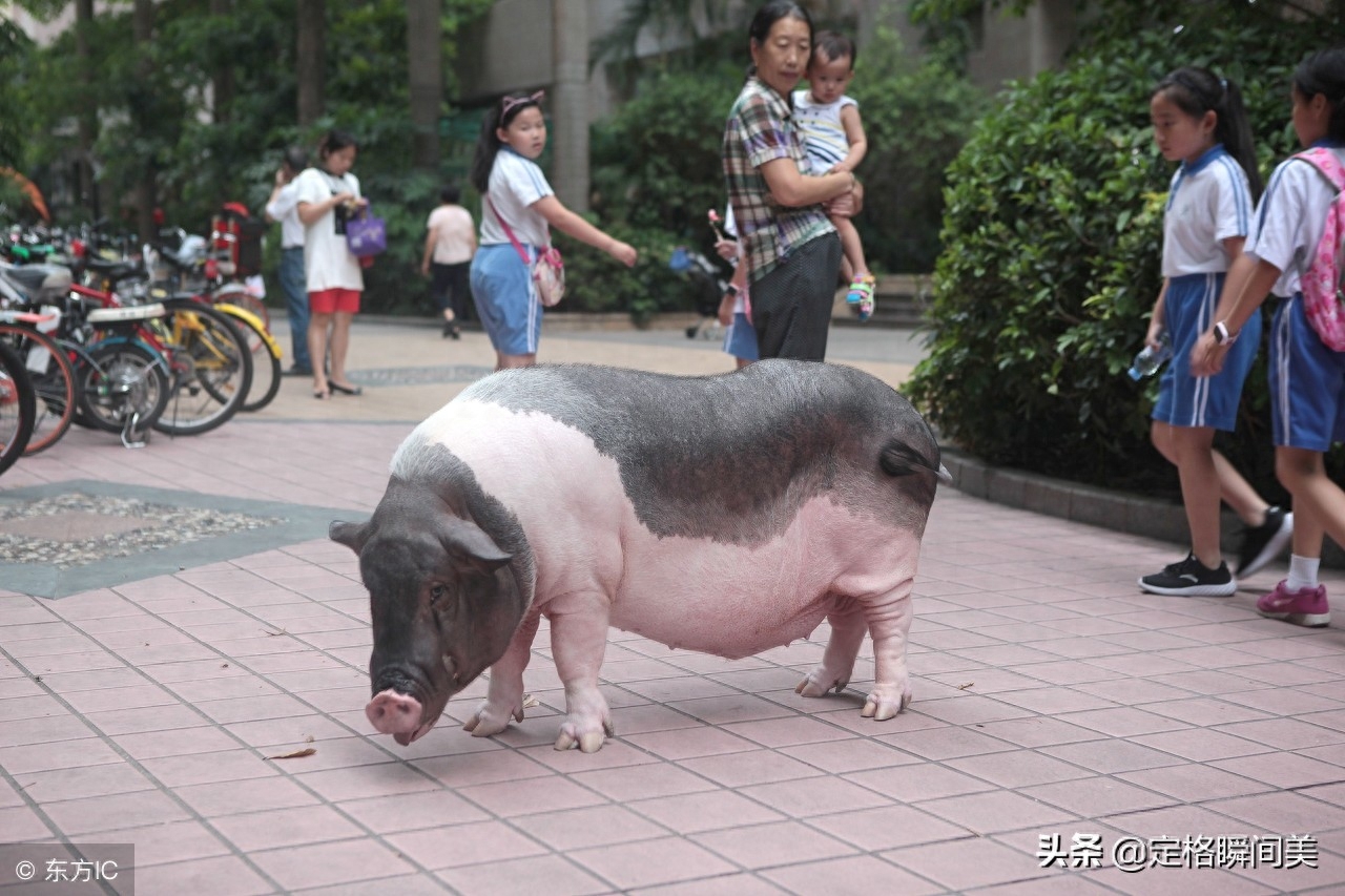 女孩买一宠物猪  9年后长成300斤大肥猪  会唱歌还会乘坐电梯回家