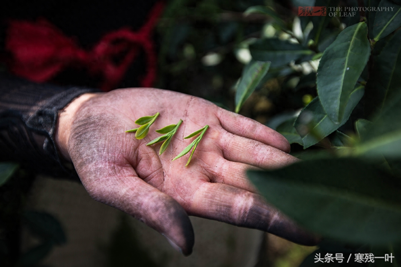 别再花冤枉钱了！茶农告诉你什么是正宗西湖龙井，市场很少能买到