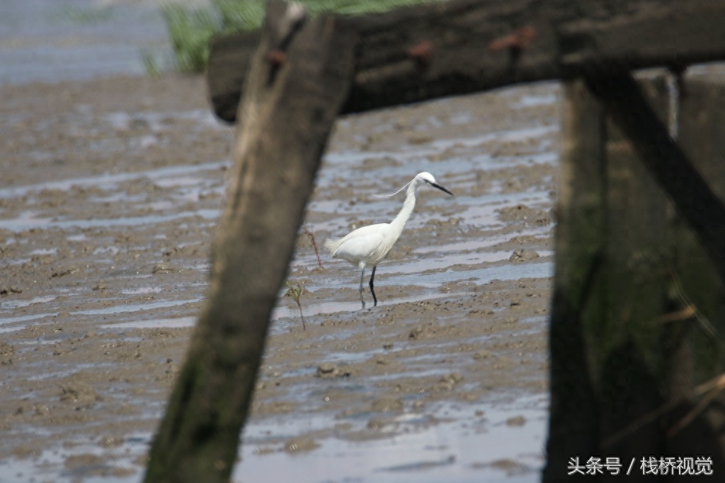 青岛：墨水河口生态美，招潮蟹日本大眼蟹跳跳鱼漫滩涂忙觅食