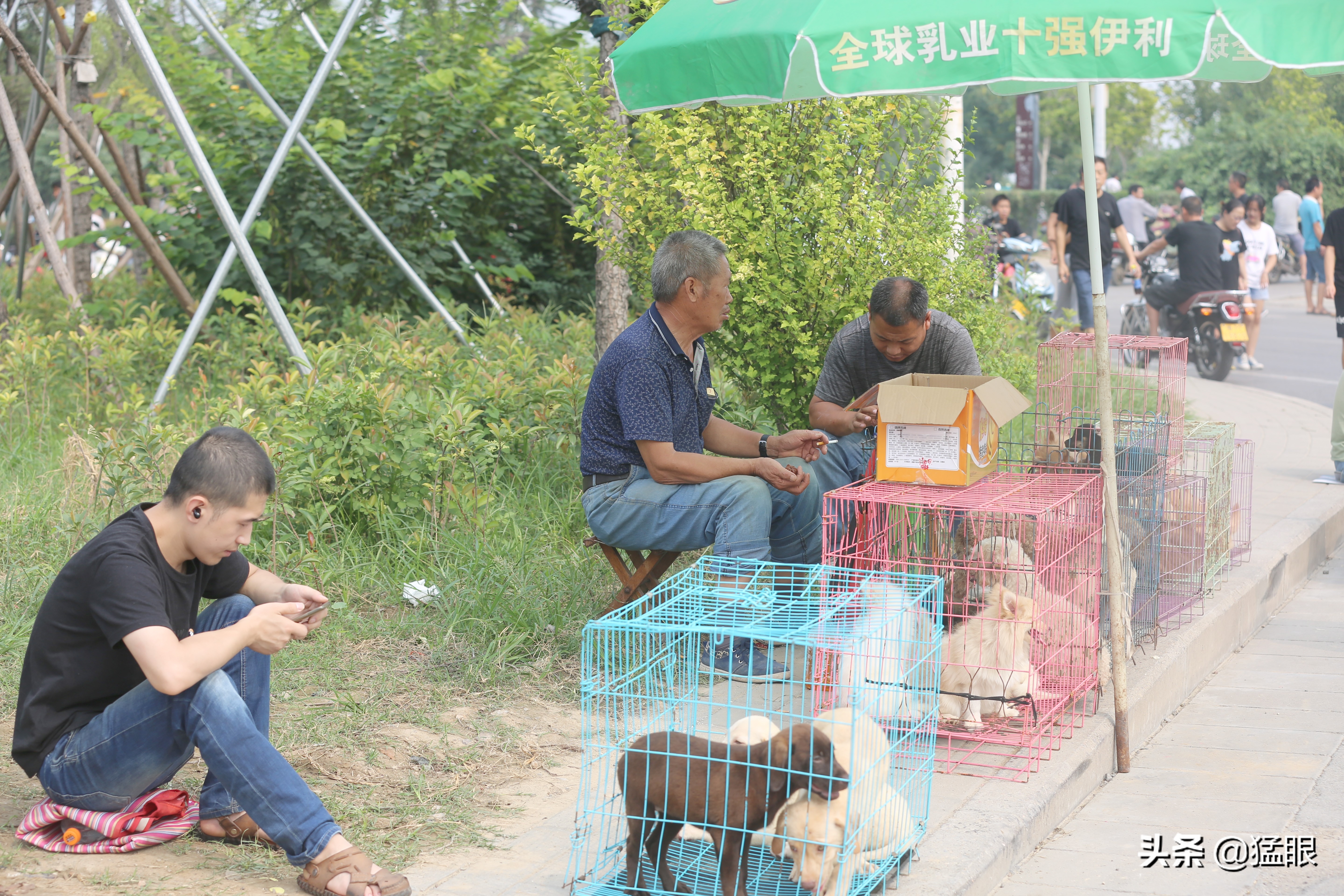 这条街大约长500米，每逢周末有狗市开张，狗市形成时间不详