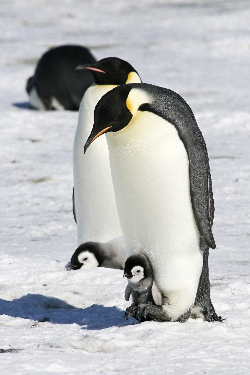 帝企鹅（Aptenodytes forsteri）