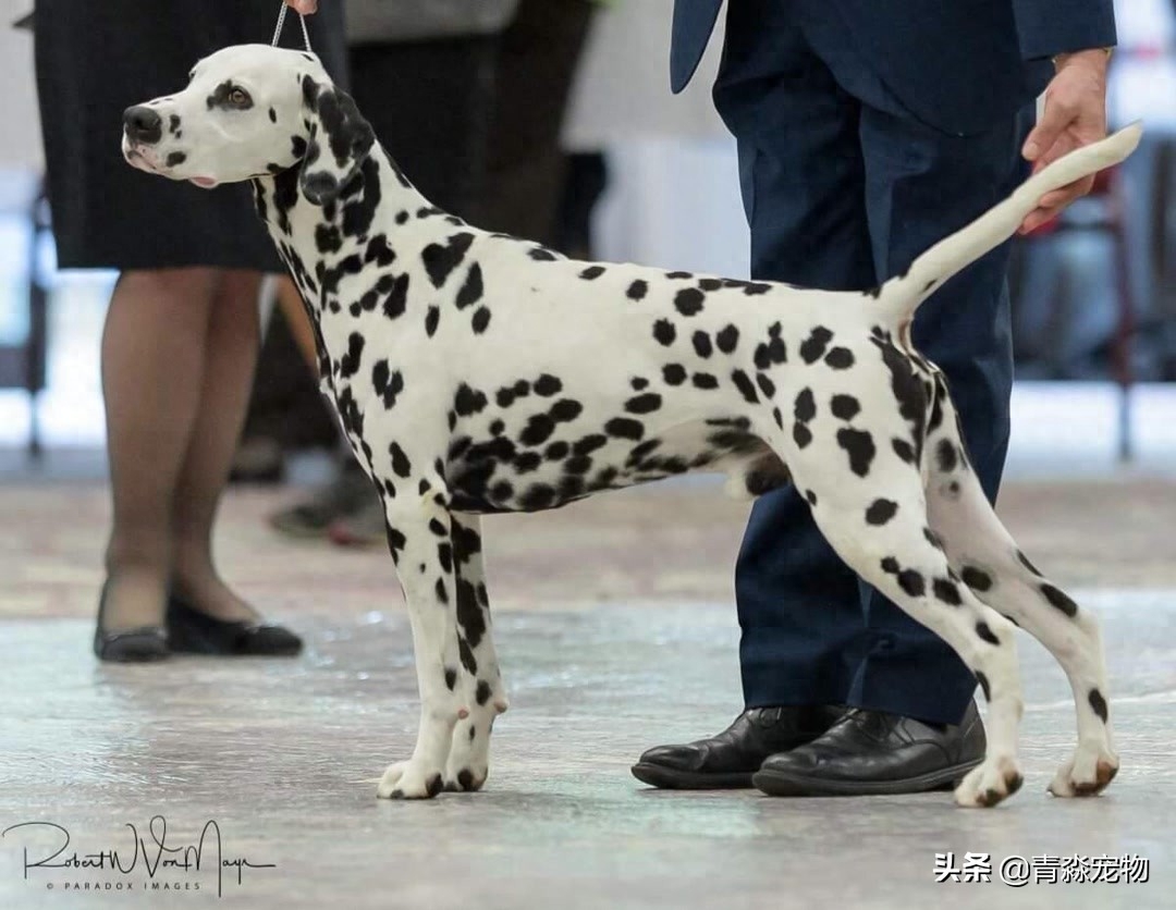 欣赏 2019 美国大麦町犬，国家单独犬展！