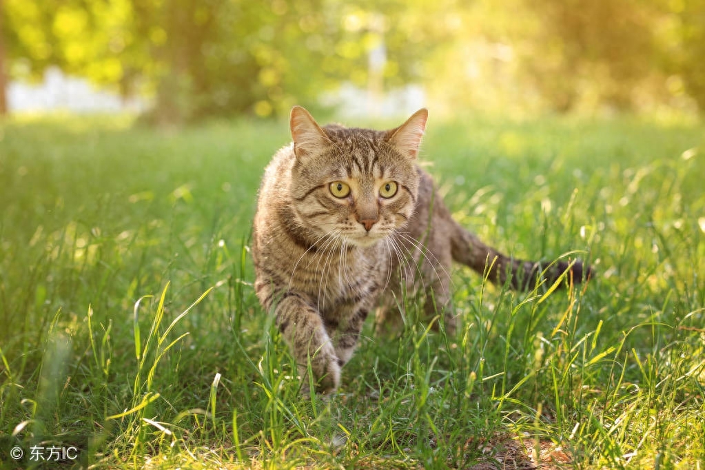 狸花猫——虎斑猫