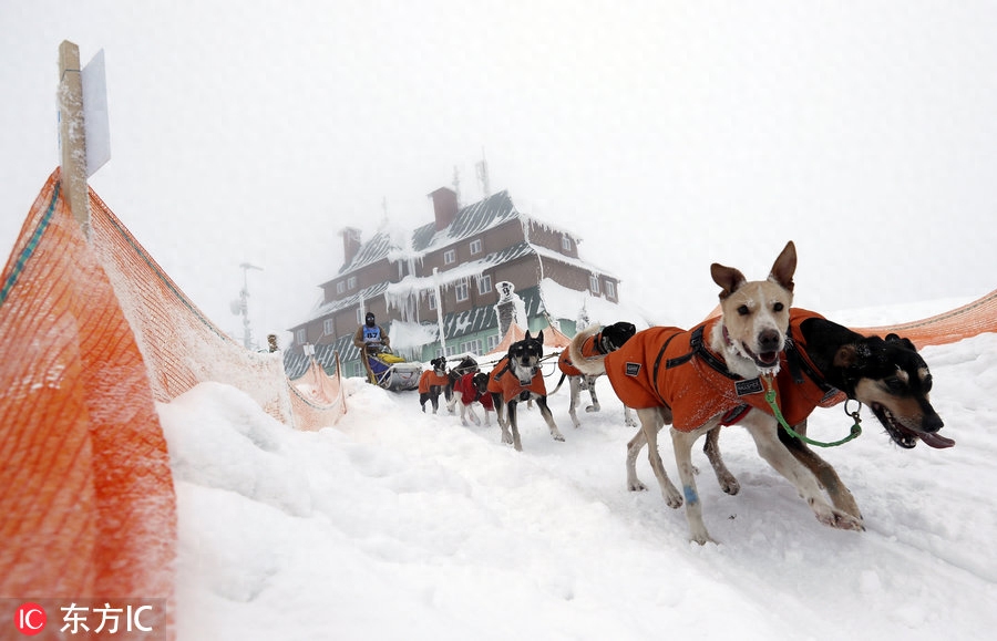 世界最艰苦雪橇犬大赛举行 狗狗雪原跋涉勇气耐力惊人