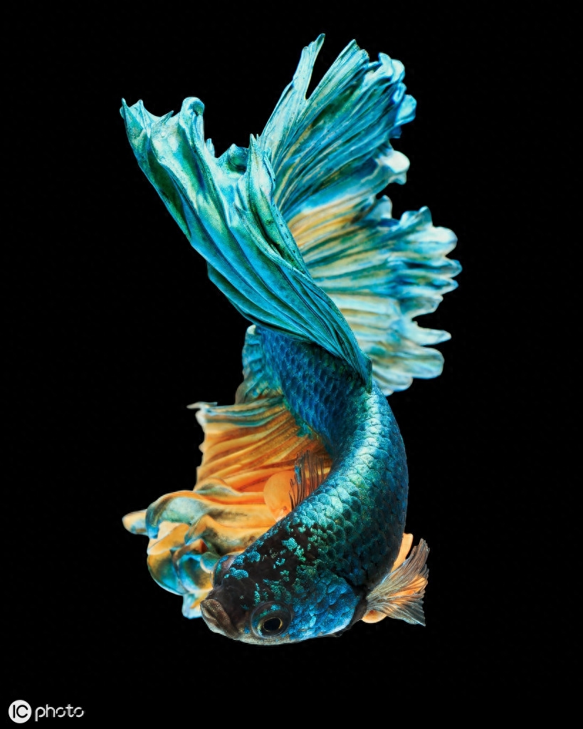 五彩搏鱼（Betta splendens (Regan, 1910)）（暹罗斗鱼）