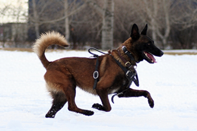 新一届工作犬之王？军警新宠：比利时马犬