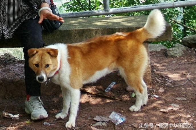 花样中华田园犬，原来土狗也可以这么花哨！