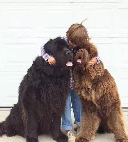 英国小女孩与纽芬兰犬的逗比交集！