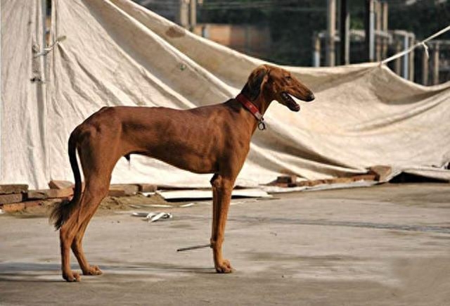 盘点中华田园犬中的八大名犬，最后一个被认为是传说中的哮天犬