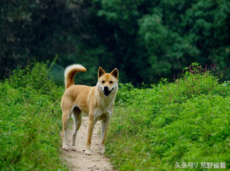 中国4大土生狗，任何一种陪着你闯荒野，遇险都可以保命