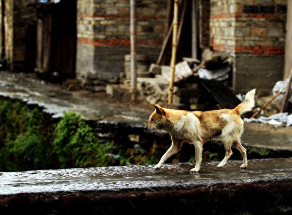 最美中华田园犬摄影——渐行渐远的乡村与土狗