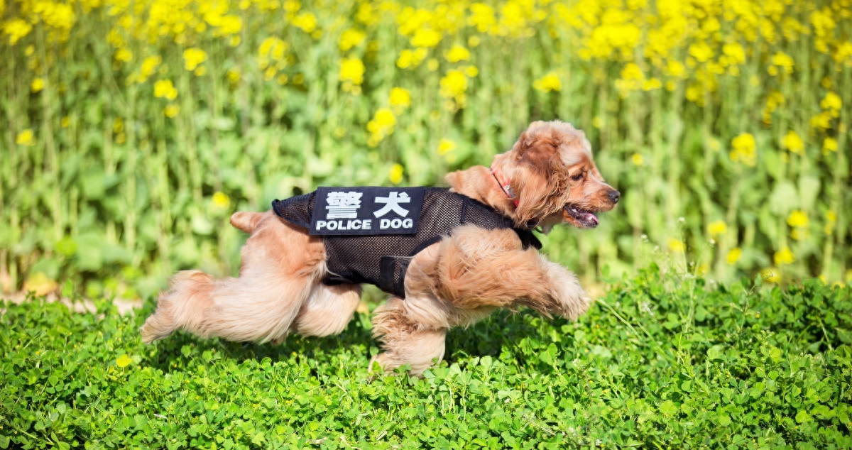 图虫人文摄影：宠物摄影-可卡犬