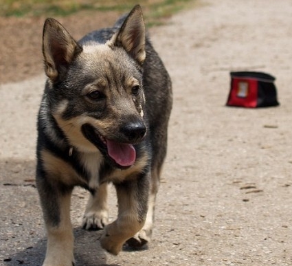 动物图集：瑞典柯基犬