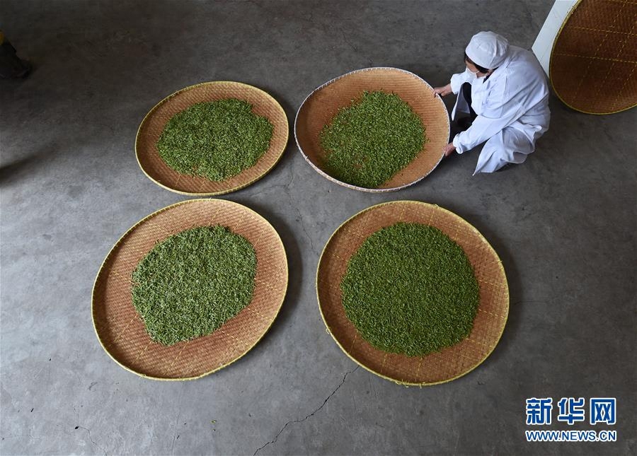 南京钟山雨花茶春茶开采