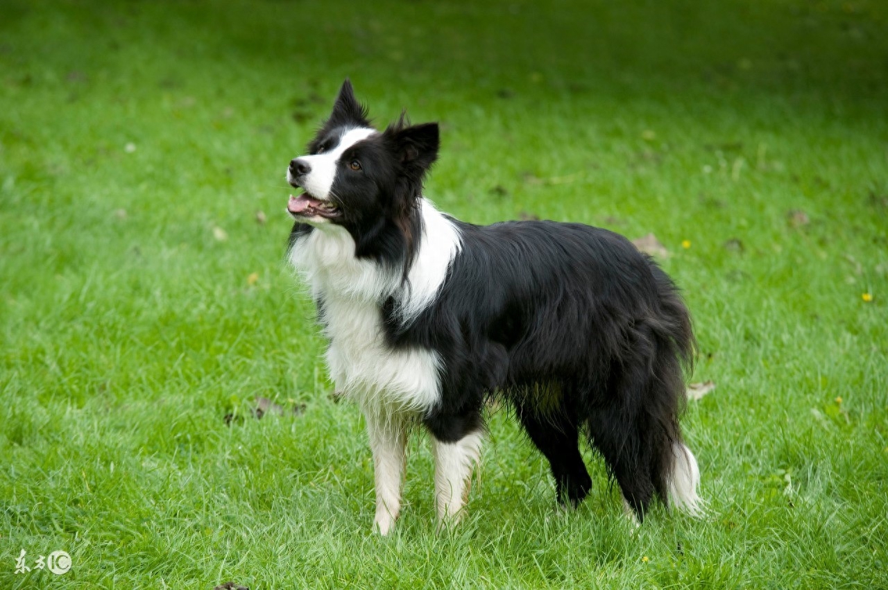 边境牧羊犬，传说犬类中智商最高的，尴尬期那么丑，尤其是第五张