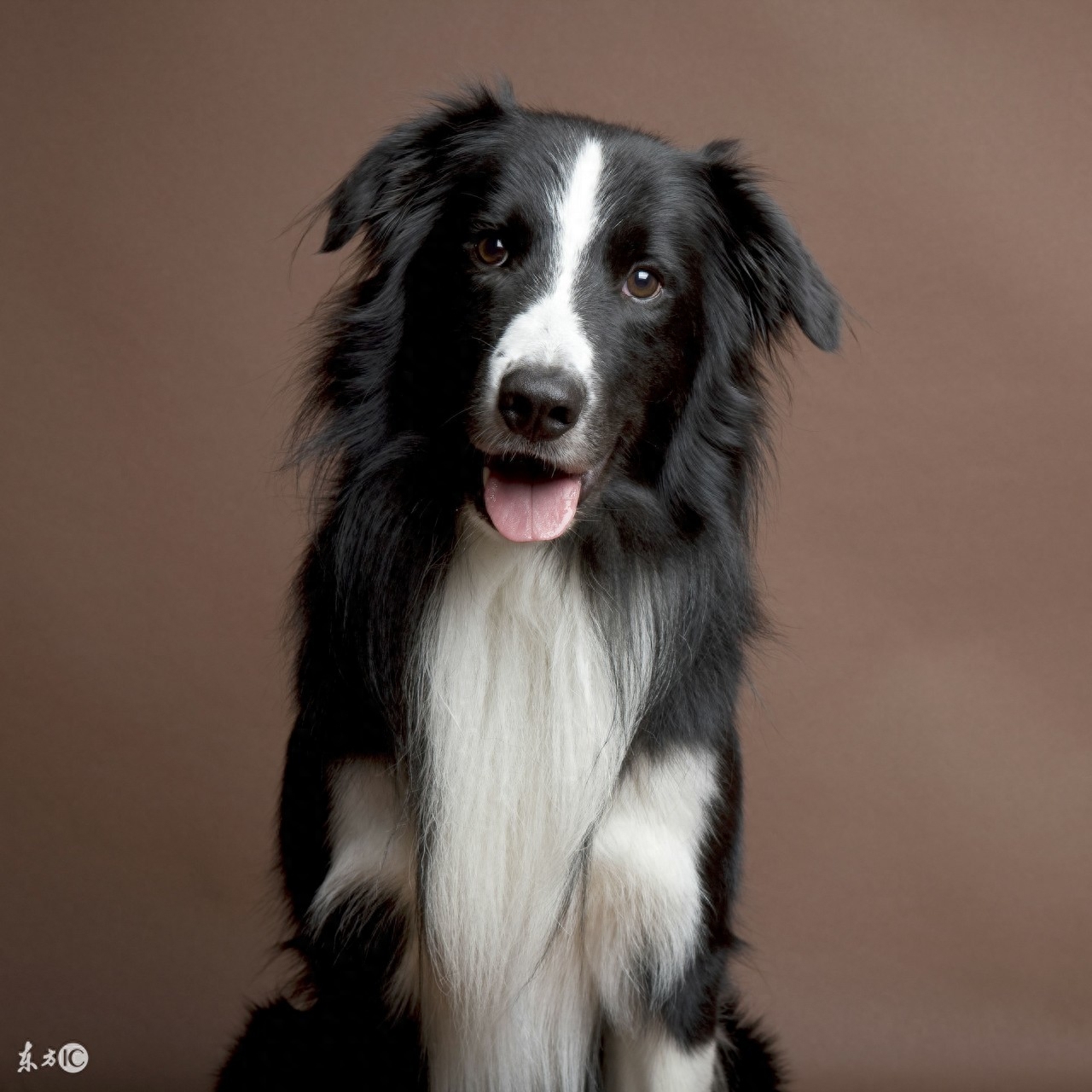 边境牧羊犬，传说犬类中智商最高的，尴尬期那么丑，尤其是第五张