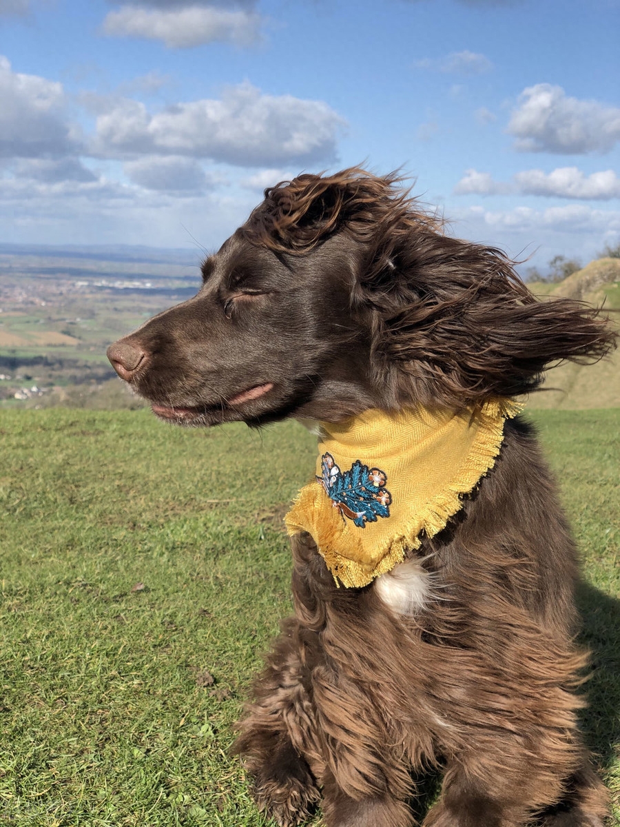 神似摇滚明星的犬，你见过么？英国可卡犬天生一头蓬松卷发