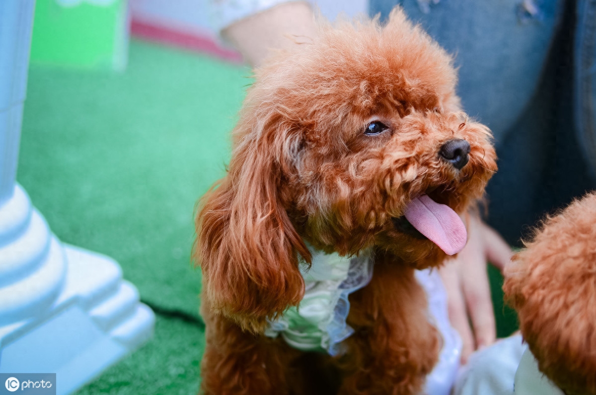 贵宾犬喂养5大要点，根据狗狗的特点喂养，才能让它们健康成长