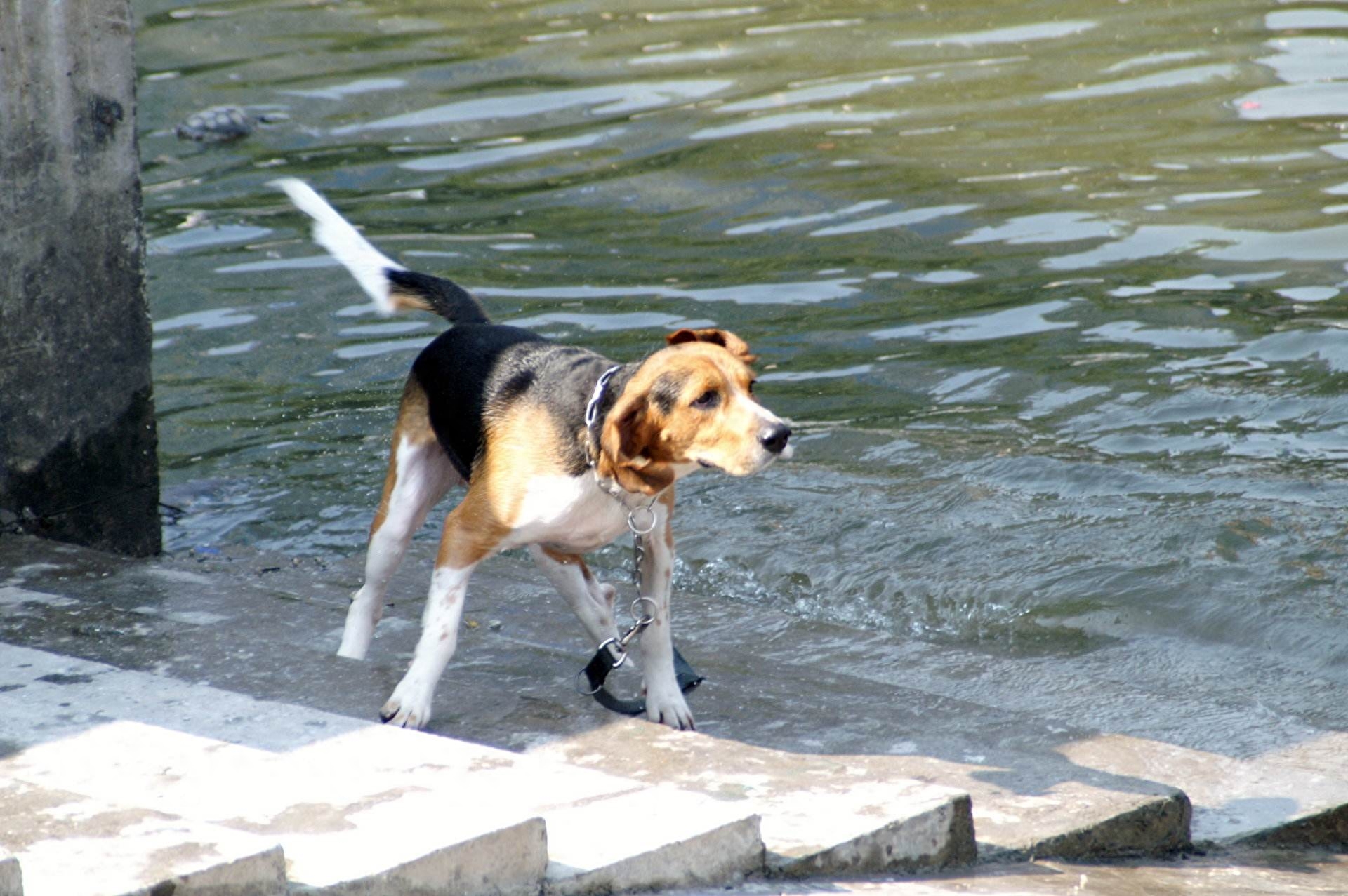 动物图集；比格猎犬