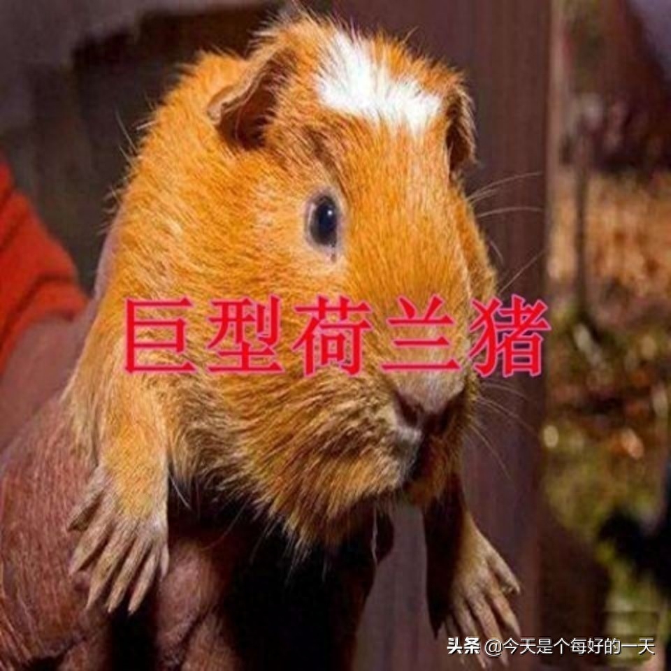 卖荷兰猪25元一只。包邮电话15290101092。河南省内便宜可自提。