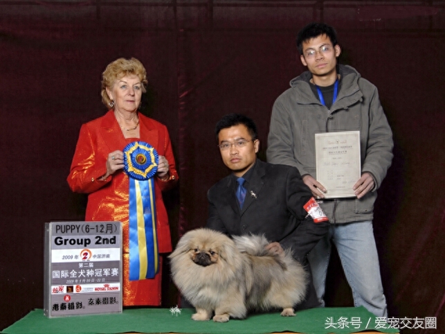 优雅精致的中国古老玩赏犬，宫廷狮子狗北京犬