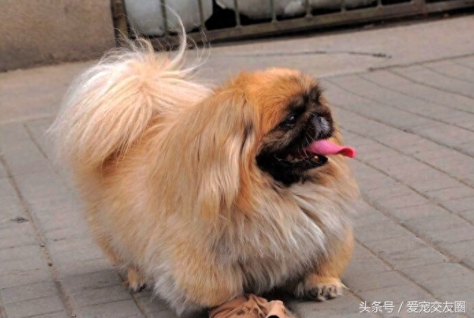 优雅精致的中国古老玩赏犬，宫廷狮子狗北京犬