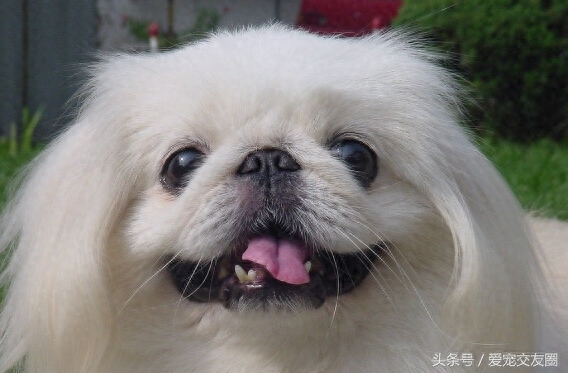 优雅精致的中国古老玩赏犬，宫廷狮子狗北京犬