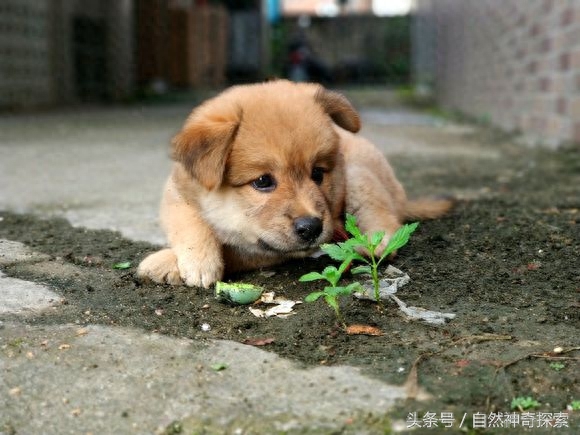 最美乡村田园犬，给你一只，哪一只是你最想要的呢！每一只都不同