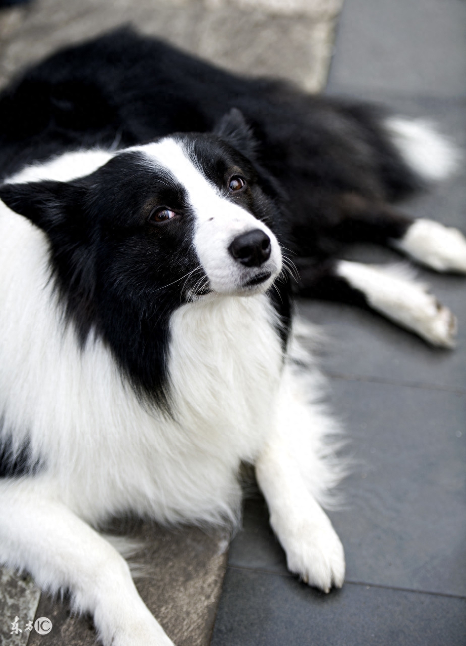 边境牧羊犬，传说犬类中智商最高的，尴尬期那么丑，尤其是第五张